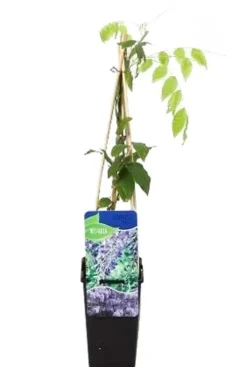 Wisteria Sinensis Prolific - Blauweregen