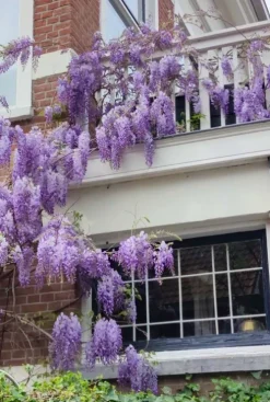 Wisteria Sinensis Prolific - Blauweregen