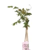 Wisteria Sinensis Rosea - Roze regen