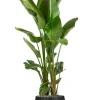 XXL Strelitzia in pot - Paradijsvogelbloem