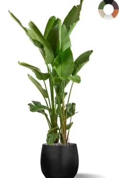 XXL Strelitzia in pot - Paradijsvogelbloem