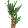 Yucca Elephantipes - Palmlelie