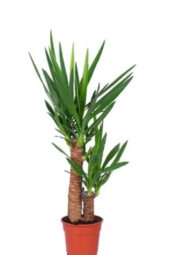 Yucca Elephantipes - Palmlelie