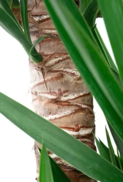 Yucca Elephantipes - Palmlelie