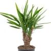Yucca Elephantipes - Palmlelie