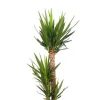 Yucca Elephantipes - Palmlelie