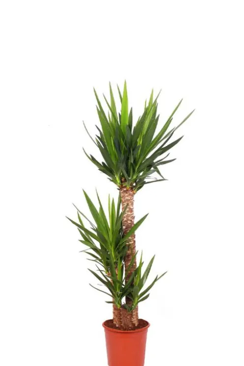 Yucca Elephantipes - Palmlelie