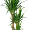 Yucca Elephantipes - Palmlelie