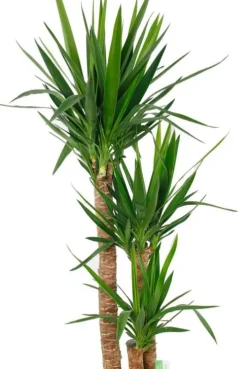 Yucca Elephantipes - Palmlelie