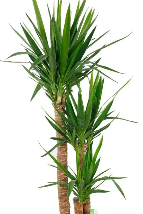Yucca Elephantipes - Palmlelie