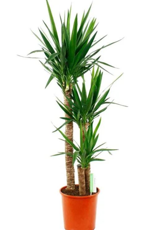 Yucca Elephantipes - Palmlelie