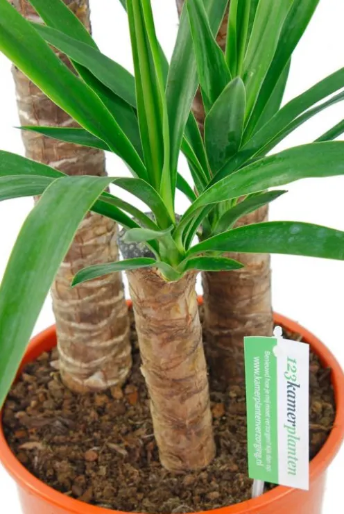Yucca Elephantipes - Palmlelie
