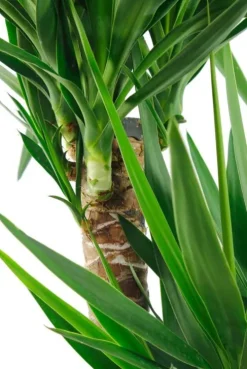 Yucca Elephantipes - Palmlelie