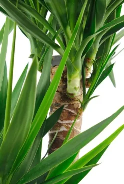 Yucca Elephantipes - Palmlelie