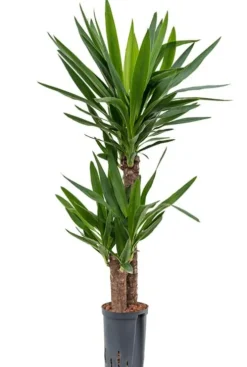 Yucca Elephantipes - Palmlelie
