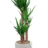 Yucca in Capi rib pot