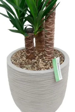Yucca in Capi rib pot