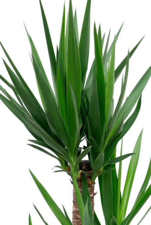 Yucca in Capi rib pot
