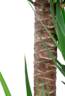 Yucca in Capi rib pot