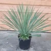 Yucca rostrata