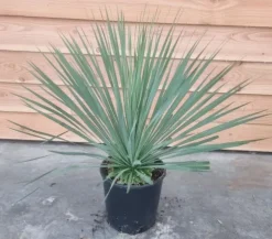 Yucca rostrata