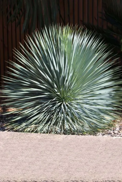 Yucca rostrata