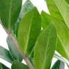 Zamioculcas Zamiifolia - ZZ-plant