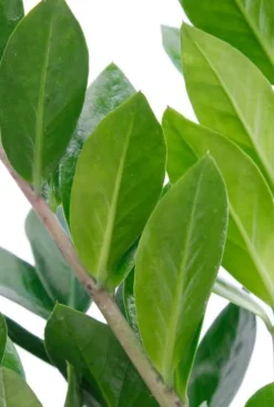 Zamioculcas Zamiifolia - ZZ-plant