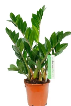 Zamioculcas Zamiifolia - ZZ-plant