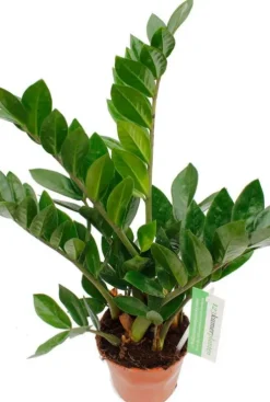 Zamioculcas Zamiifolia - ZZ-plant