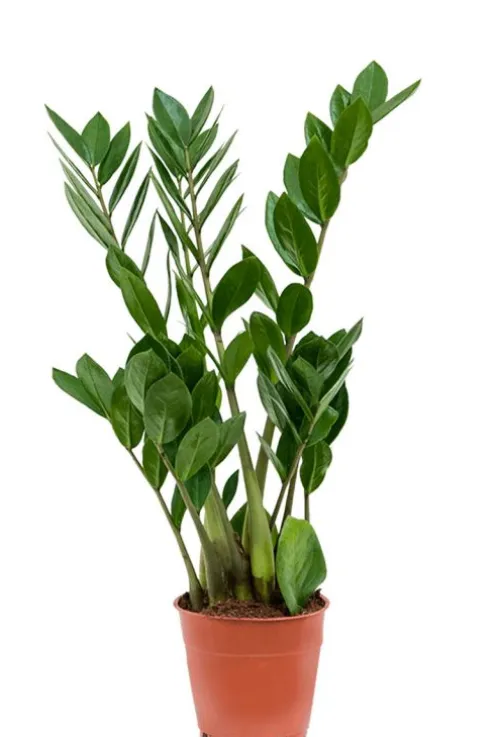 Zamioculcas zamiifolia - ZZ-plant