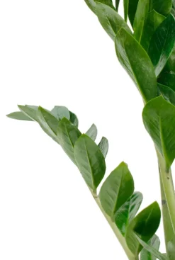 Zamioculcas Zamiifolia - ZZ-plant