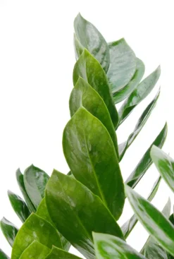 Zamioculcas Zamiifolia - ZZ-plant