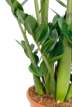 Zamioculcas Zamiifolia - ZZ-plant