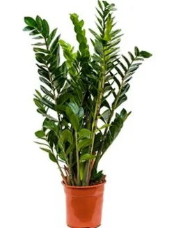 Zamioculcas Zamiifolia - ZZ-plant