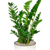 Zamioculcas Zamiifolia - ZZ-plant