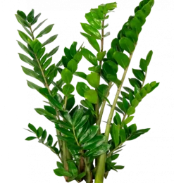 Zamioculcas Zamiifolia - ZZ-plant