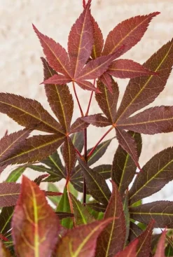 Acer Atropurpureum - Japanse esdoorn