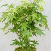 Acer Going Green - Japanse esdoorn