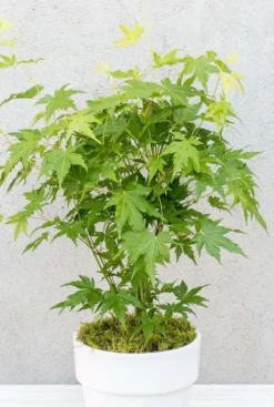 Acer Going Green - Japanse esdoorn