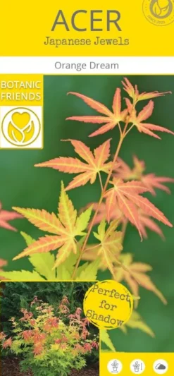 Acer Palmatum 'Orange Dream' - Japanse esdoorn