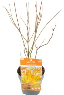 Acer Palmatum 'Orange Lace' - Japanse esdoorn