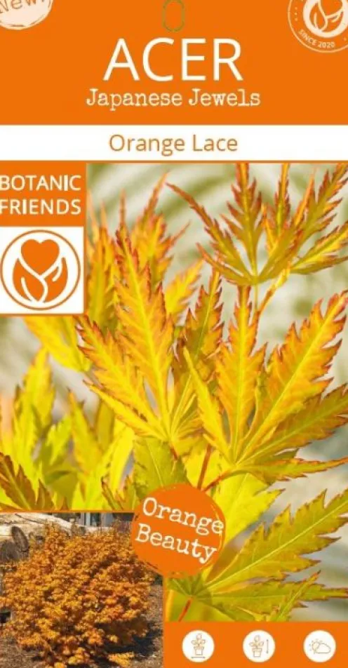 Acer Palmatum 'Orange Lace' - Japanse esdoorn