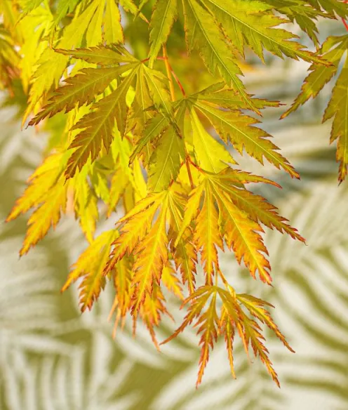 Acer Palmatum 'Orange Lace' - Japanse esdoorn