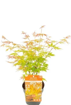 Acer Palmatum 'Orange Lace' - Japanse esdoorn