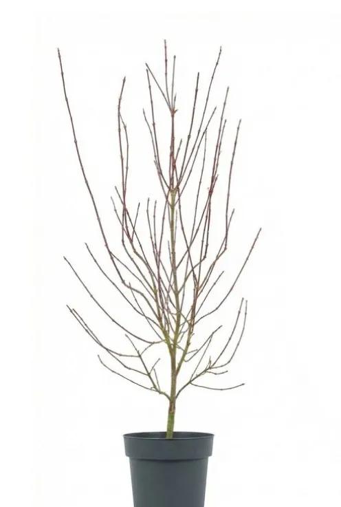 Acer Palmatum ‘Shaina’ - Japanse esdoorn