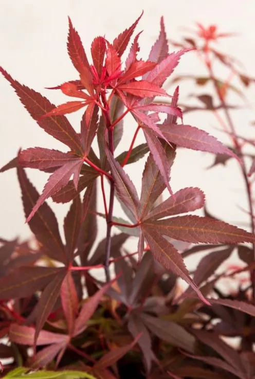 Acer Palmatum ‘Shaina’ - Japanse esdoorn