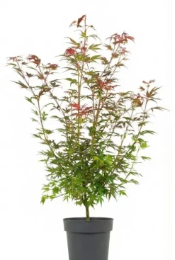 Acer Palmatum ‘Shaina’ - Japanse esdoorn