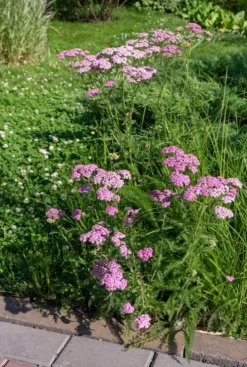 Achillea Millefolium Cerise Queen - Duizendblad