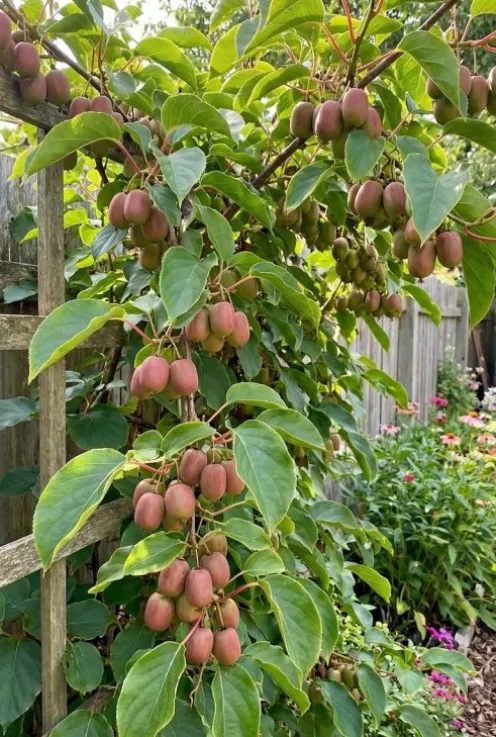 Actinidia arguta Ken's Red - Kiwibes